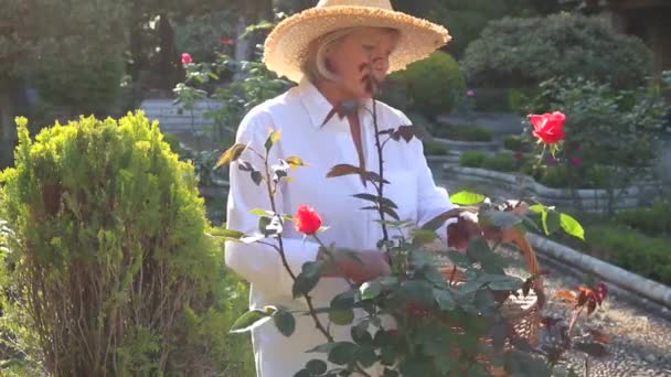 Donna Anziana Impegnata Nel Giardinaggio Rose Rosa Con Forbici Mano — Video Stock