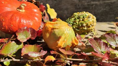 Eski ahşap arka planda sonbahar kompozisyonu. çeşitli balkabakları ve sonbahar yaprakları. Şükran Günü. halluin. Pankart