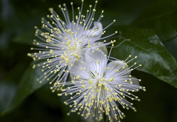 Traino fiori bianchi dettagliati — Foto Stock