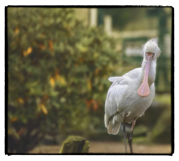 Flachschnabelvogel — Stockfoto