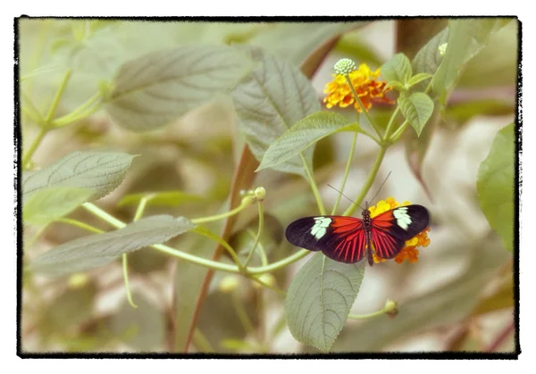 Farfalla e foglie — Foto Stock