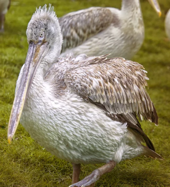 Pelicano fofo — Fotografia de Stock