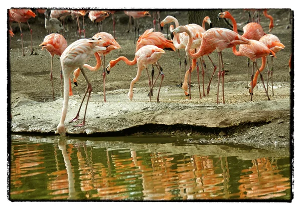 Flamingo med reflektion — Stockfoto