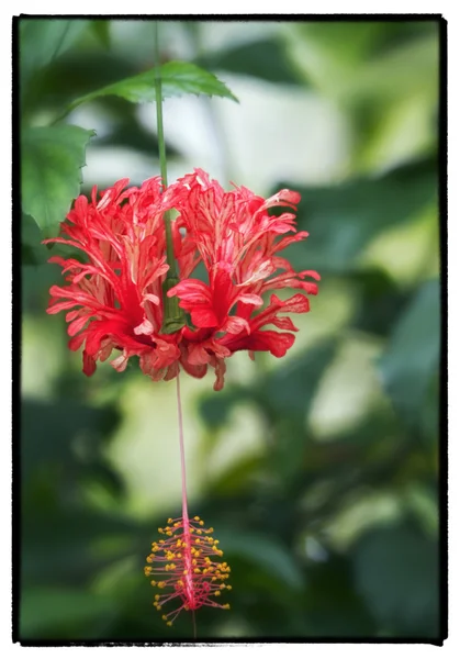 Blomma droppe — Stockfoto