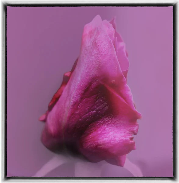 Le bourgeon rose — Photo