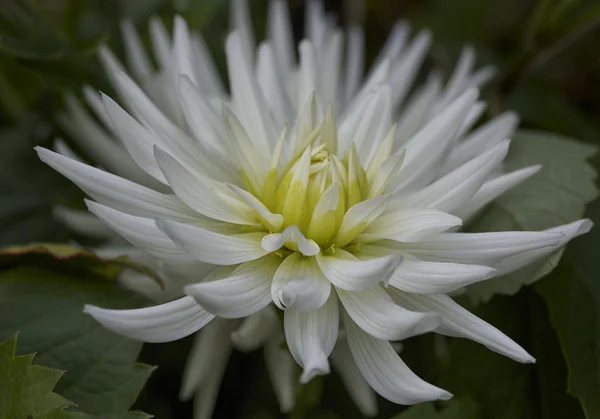 White Dahlia — Stock Photo, Image