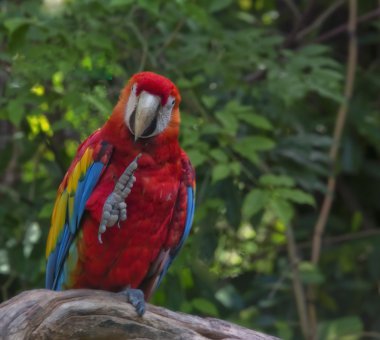 Kızıl papağan.