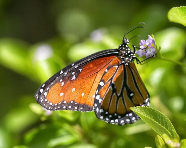 Farfalla sul fiore — Foto Stock