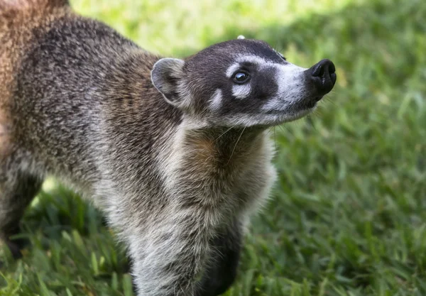 Coati en la hierba — Foto de Stock