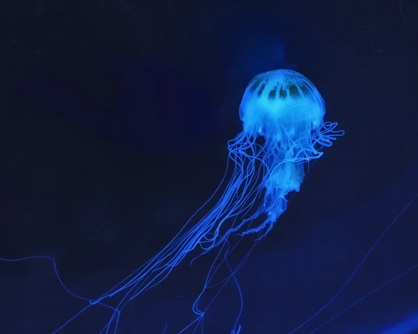 Medúza Stock Snímky