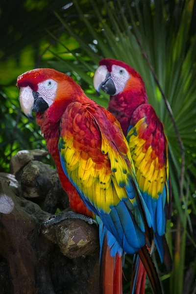 Macaws — Stock Photo, Image