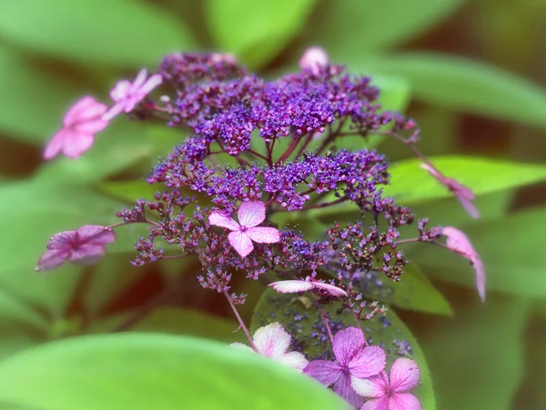 Hortensia — Stockfoto