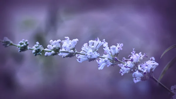 Květ — Stock fotografie