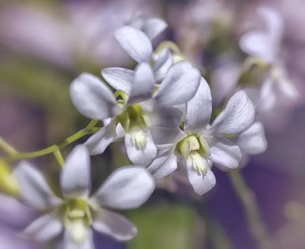 Orkidé — Stockfoto