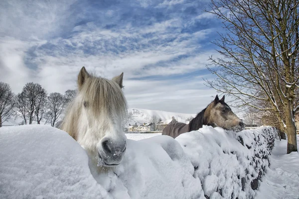 Två hästar Royaltyfria Stockfoton