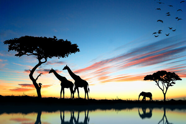Сафари в Африке. Силуэт отражения диких животных в воде
