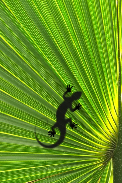 Lizard on leaf — Stock Photo, Image