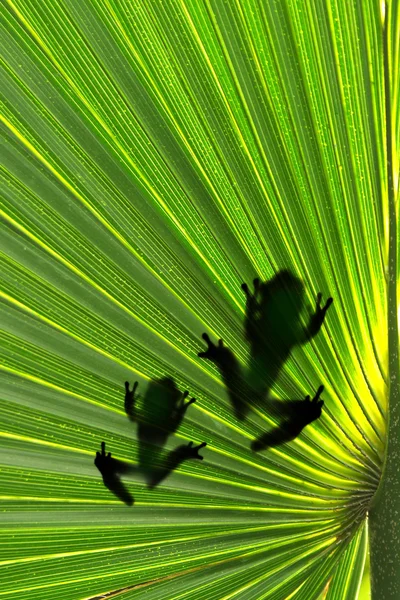 나뭇잎 위의 개구리 — 스톡 사진