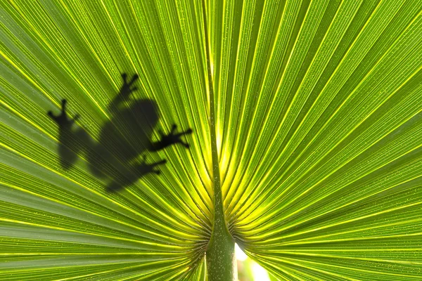 잎에 개구리 — 스톡 사진