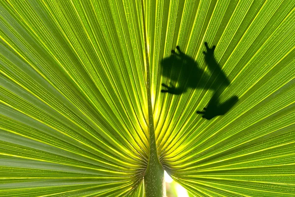 Frog on leaf — Stock Photo, Image