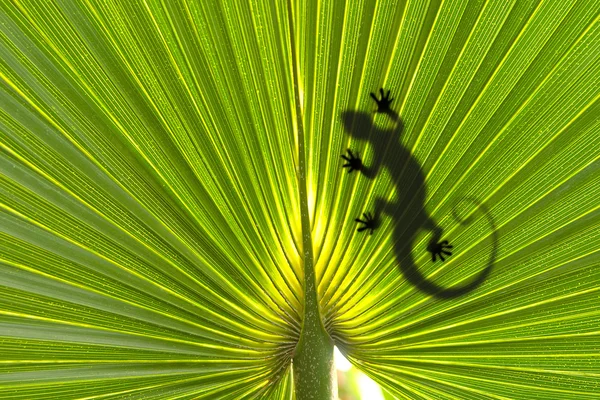 Eidechse auf Blatt — Stockfoto