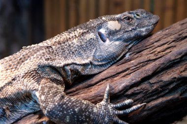 Dantel çıkacağız (Varanus varius) veya dantel monitör