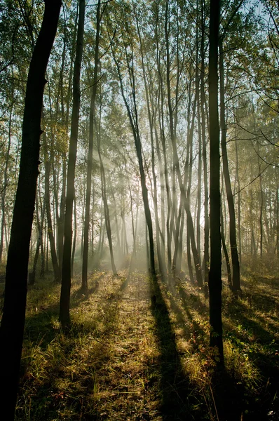 Красивая утренняя сцена в лесу с солнечными лучами — стоковое фото