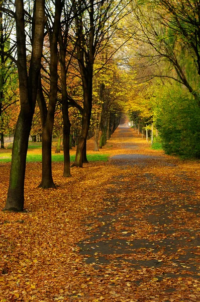 Herbstpfad — Stockfoto