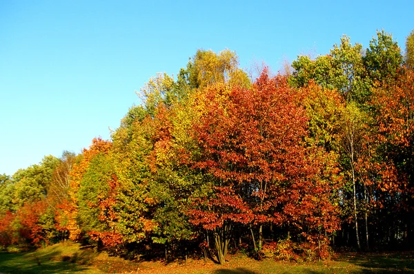 Herbstpfad — Stockfoto