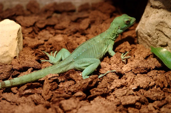 Basilisk på marken — Stockfoto