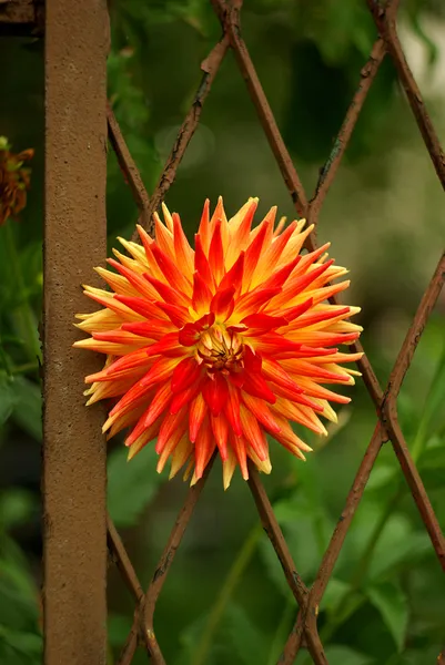 Flor detrás de cerca oxidada — Foto de Stock