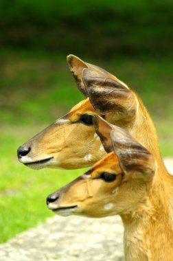 Nyala antelope closeup clipart