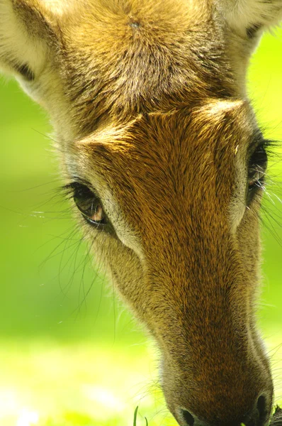 Couple of Nyala antelope closeup — Stock Photo, Image