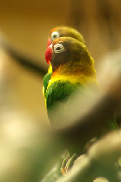 Love birds, Agopornis fischeri — стоковое фото