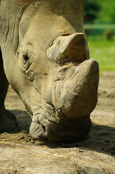 Nosorožec mírumilovně jíst trávu — Stock fotografie