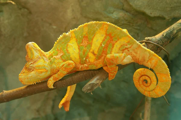 stock image Yellow chameleon on branch closeup