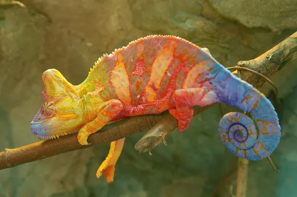 Chameleon na větvi — Stock fotografie