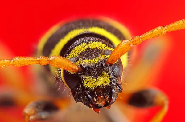 딱정벌레 Plagionotus arcuatus 극단적인 매크로 — 스톡 사진