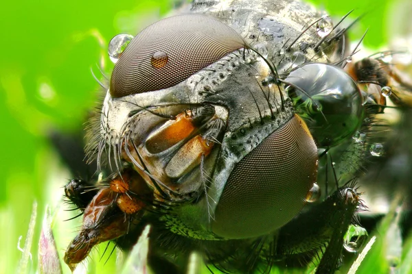Макрофото мухи — стоковое фото