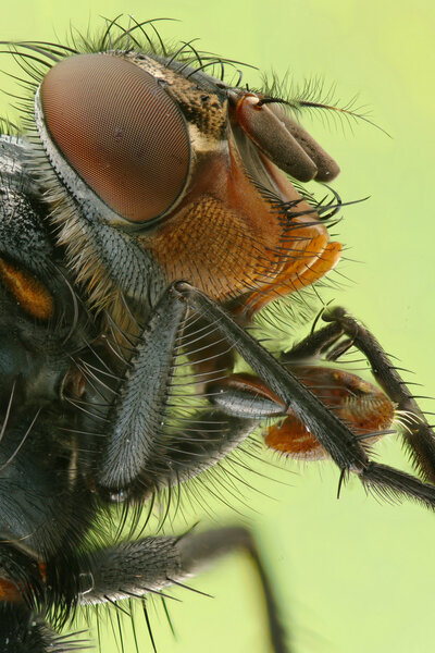 macro photo a fly