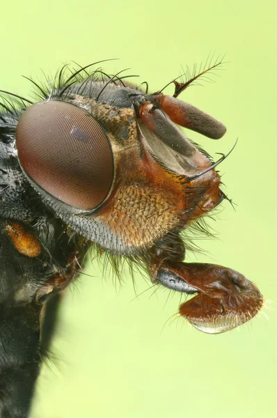 Macro foto una mosca — Foto de Stock