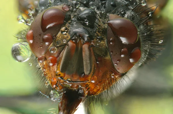 Makrofoto einer Fliege — Stockfoto