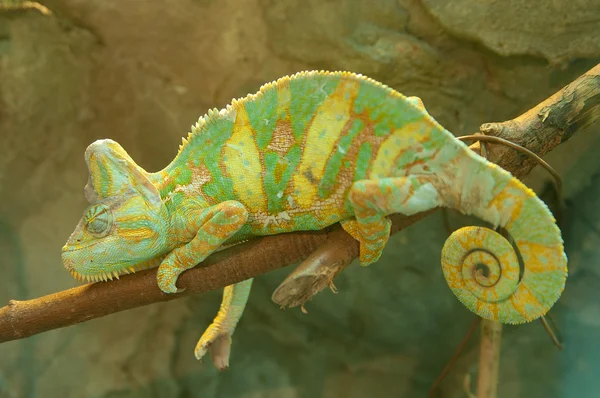 Zelený chameleon — Stock fotografie