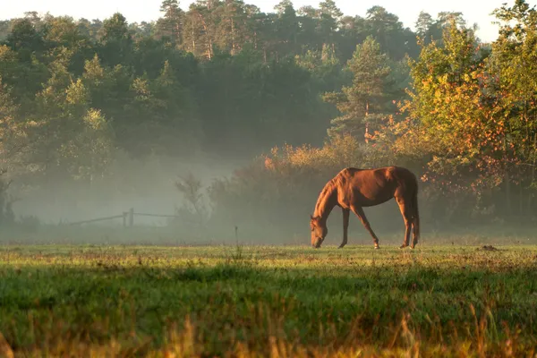 Häst på dimma äng i morgon — Stockfoto