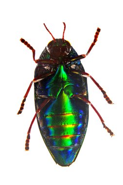 sternocera aequisignata böceği alt görünümü. beyaz izole.