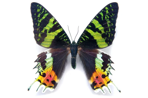 Метелик метелик Chrysiridia rhipheus на білому тлі. З Ма — стокове фото