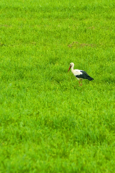 Vild vit stork i grönt fält — Stockfoto