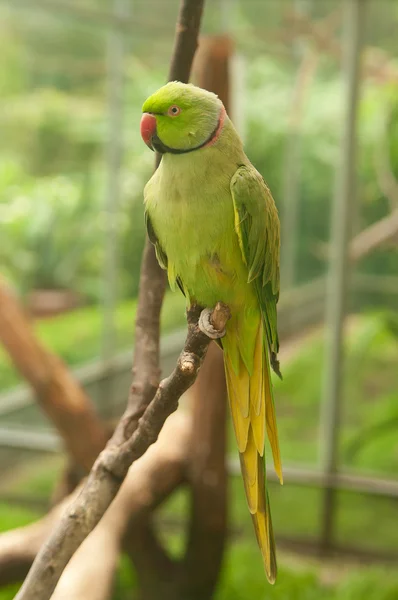 Papagaio verde com bico vermelho — Fotografia de Stock