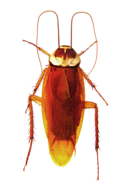 Таракан вид сверху изолирован на белом
