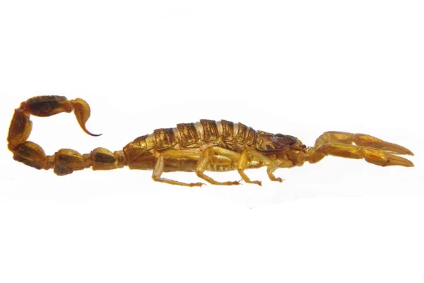 Scorpion - hottentotta op witte achtergrond — Stockfoto